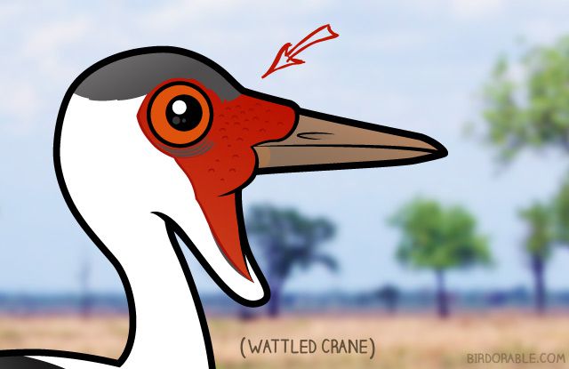 Bare skin of Birdorable Wattled Crane