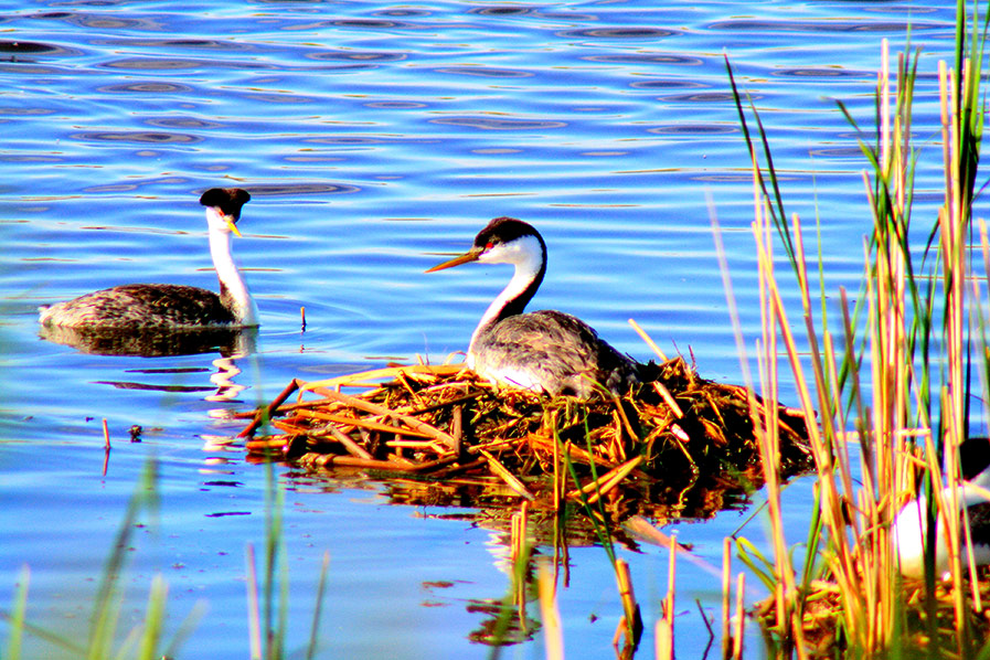 Nesting Western Grebes