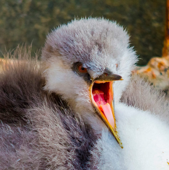 Baby Grebe