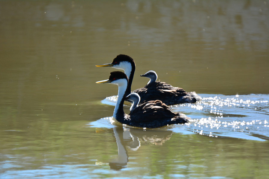 Western Grebes Have Baby Races Too by
