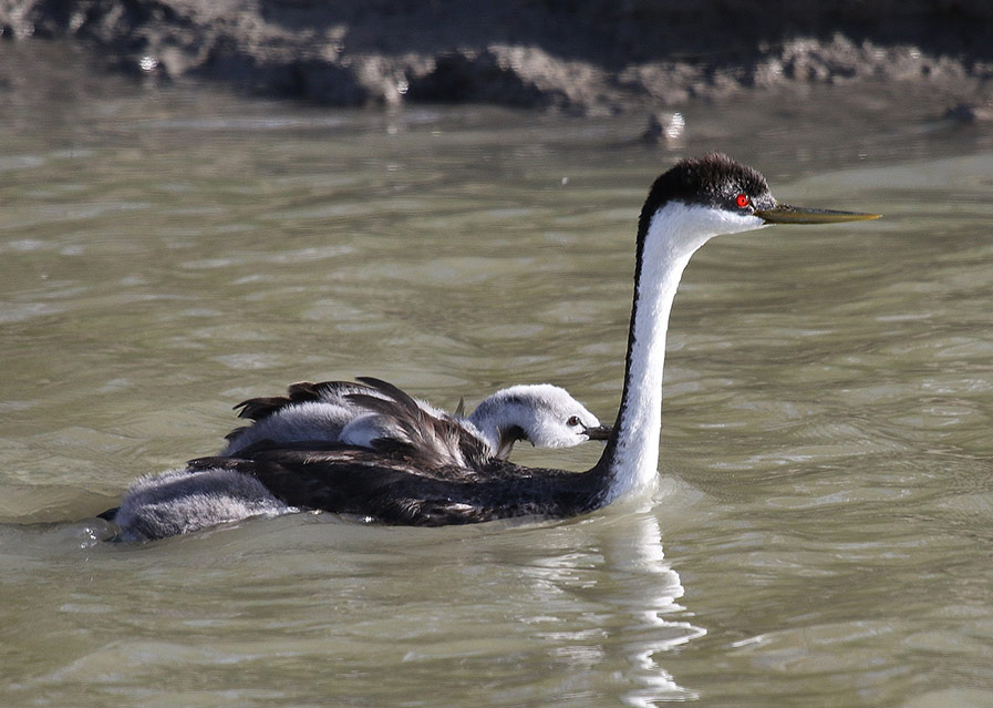 Western Grebe Carrying a Baby Grebe on Its Back