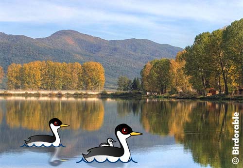 Western Grebe