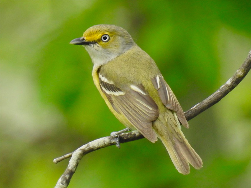 White-eyed Vireo