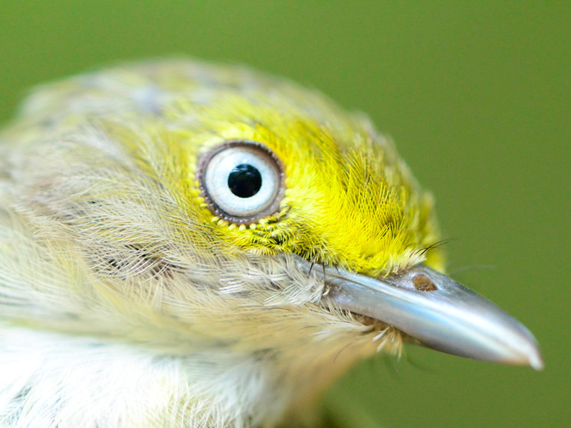 White-eyed Vireo close-up of eye