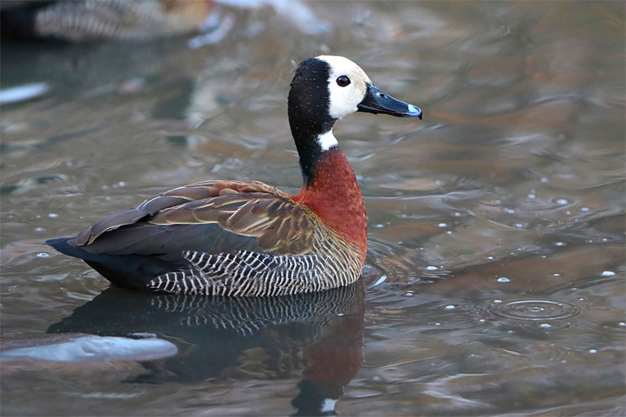 White-faced Whistling Duck