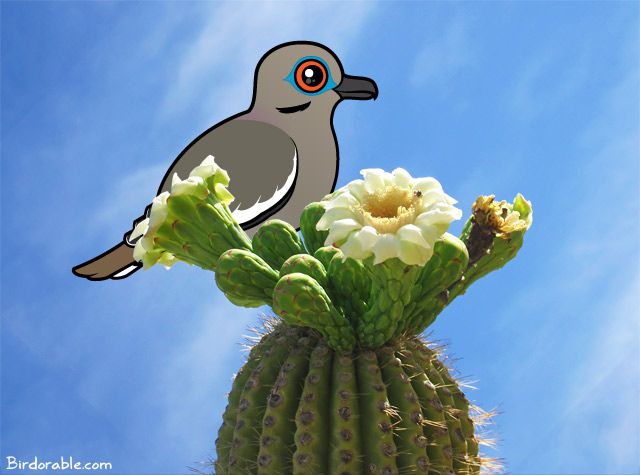 Birdorable White-winged Dove on a Saguaro Cactus