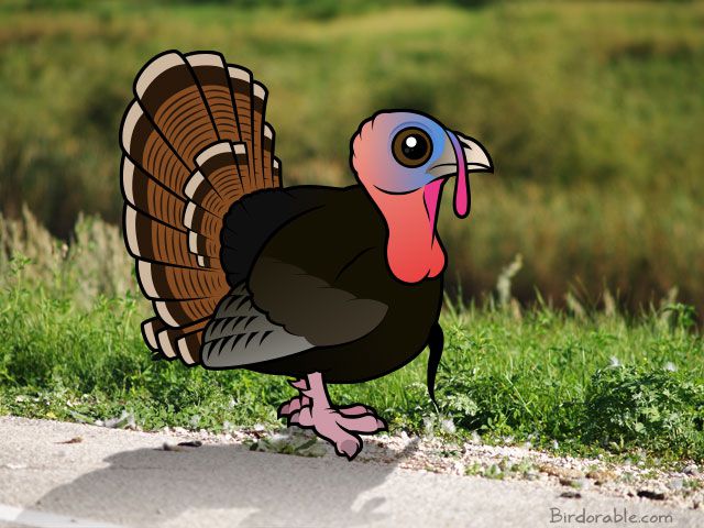 Birdorable birds of prey Cute animal drawings, Animal facts, Animals wild