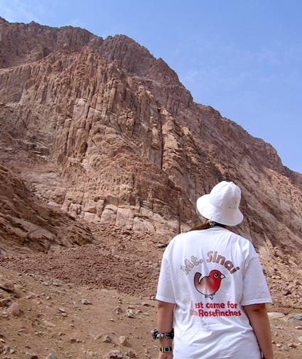 Birdorable Rosefinch at Mt Sinai in Egypt