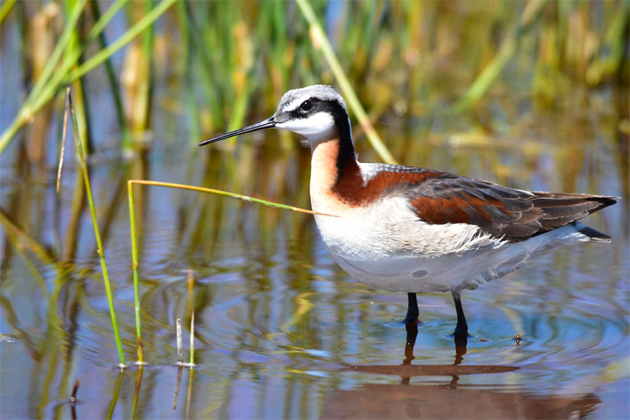 Wilson's Phalarope photo