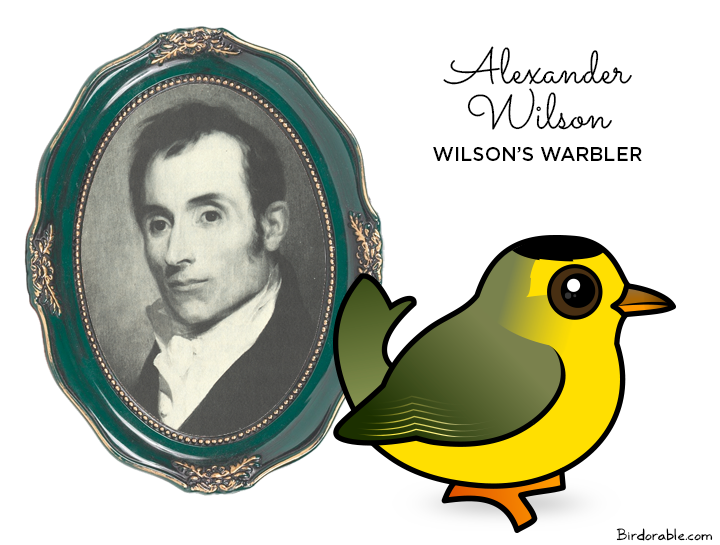 Wilson's Warbler named after Alexander Wilson