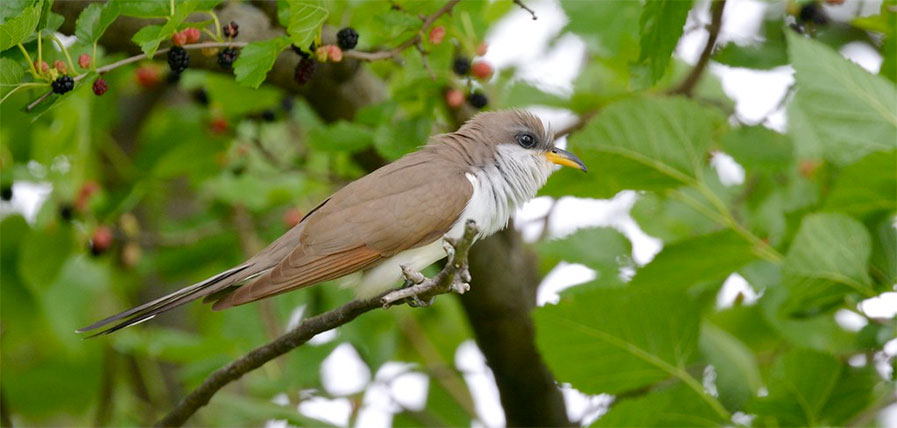 Photo of Yellow-billed Cuckoo