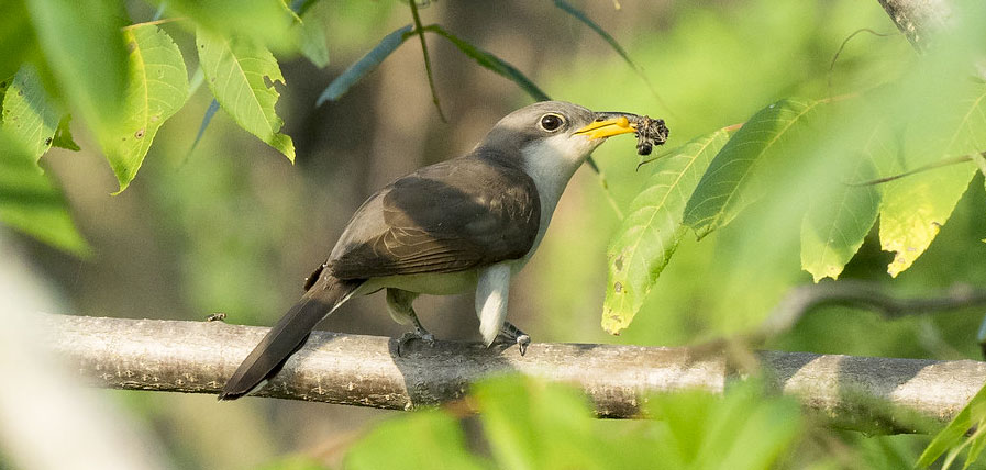 Photo of Yellow-billed Cuckoo