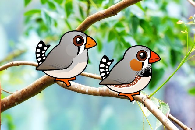 Birdorable Zebra Finches