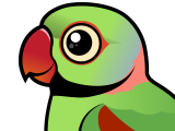 Alexandrine Parakeet