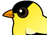 American Goldfinch