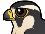 Aplomado Falcon