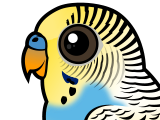 Budgerigar