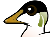 Common Eider