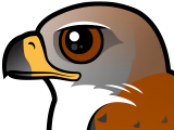 Ferruginous Hawk