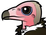 Hooded Vulture