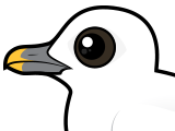 Ivory Gull