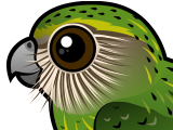 Kakapo