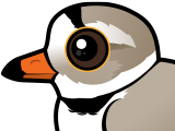 Piping Plover