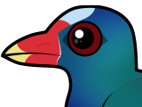Purple Gallinule