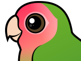 Rosy-faced Lovebird