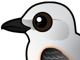Scissor-tailed Flycatcher
