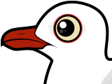 Silver Gull