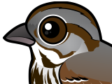 Song Sparrow