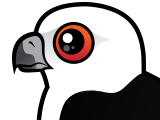 Swallow-tailed Kite