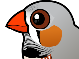 Zebra Finch