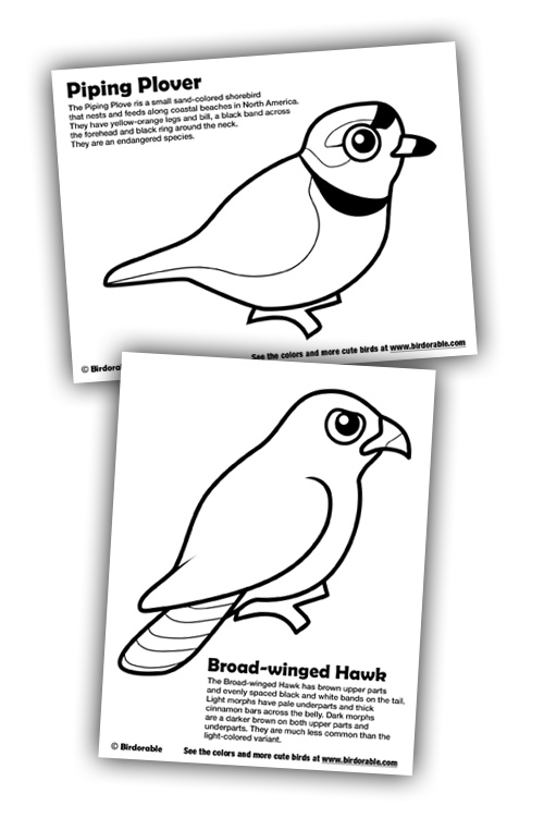 Birdorable Coloring Pages: Piping Plover and Broad-winged Hawk