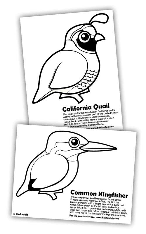 Birdorable Coloring Pages of California Quail and European Kingfisher