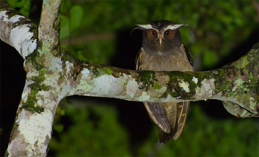 Crested Owl