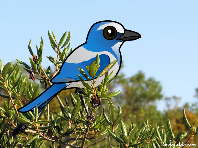 Birdorable Scrub-Jay