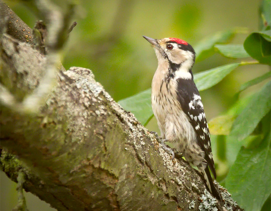 Lesser Spotted Woodpecker