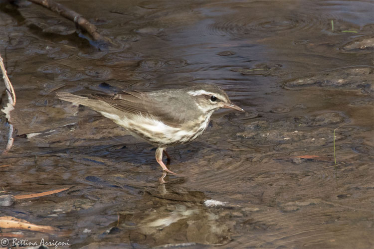 Louisiana Waterthrush