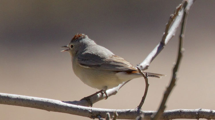 Lucy's Warbler