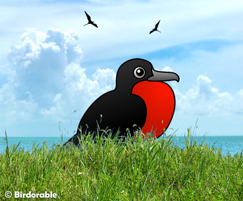 Magnificent Frigatebird