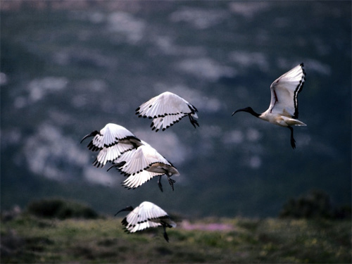 Sacred Ibises