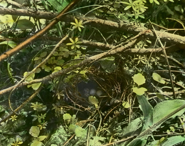 Ovenbird nest