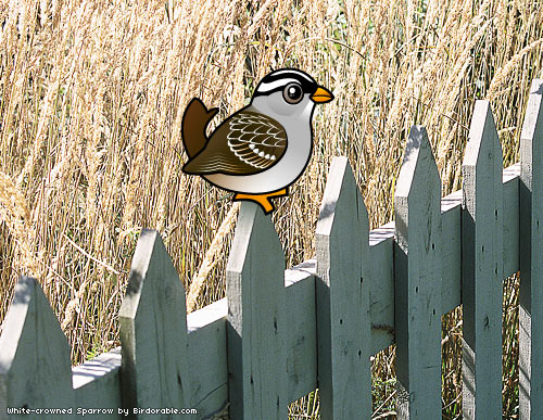 Birdorable White-crowned Sparrow